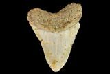 Fossil Megalodon Tooth - North Carolina #109722-2